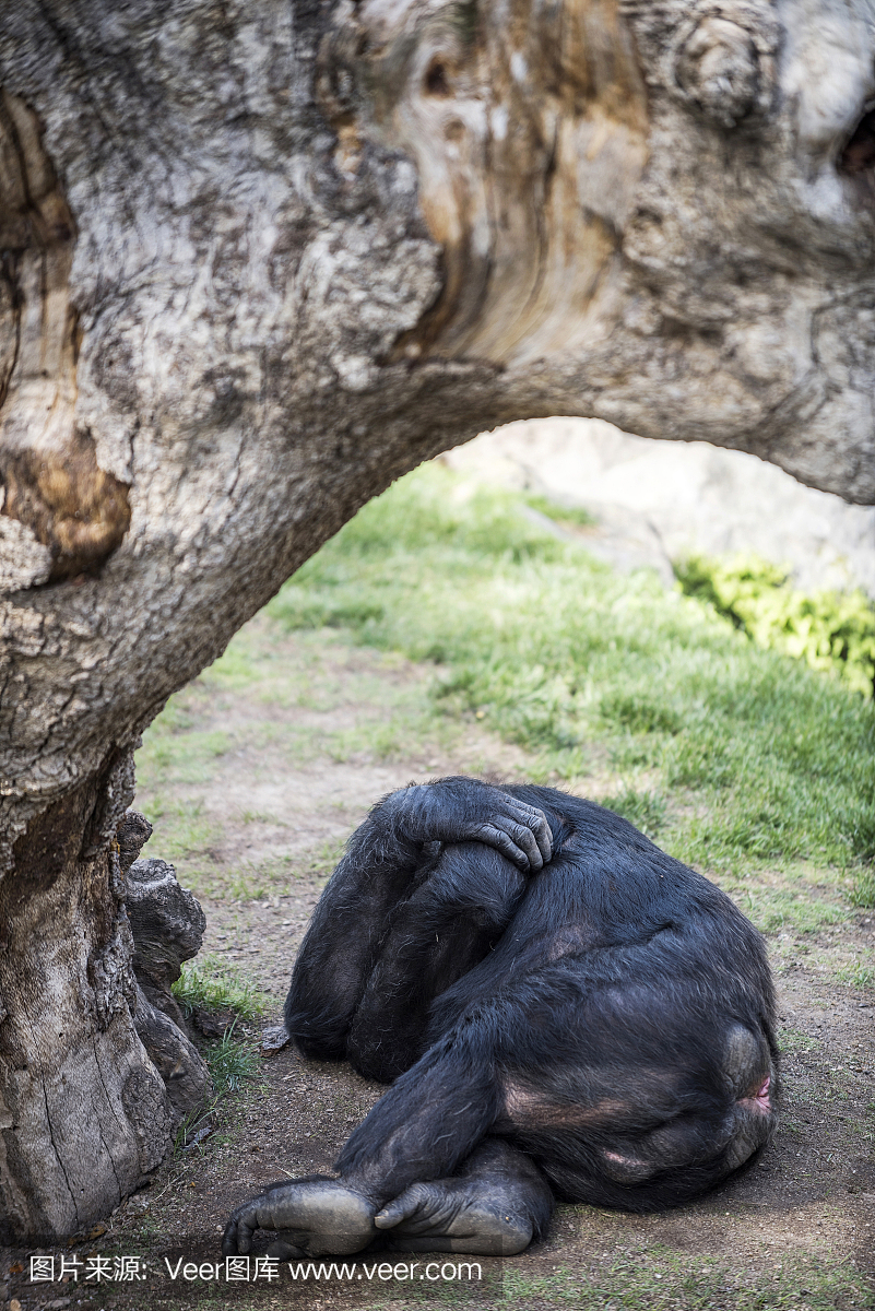 合趾猴,合趾猴(产于马来半岛及苏门答腊),猩猩,猩猩脸