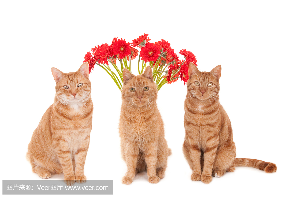 猫的叫声,咪咪叫(猫叫声),水平画幅,注视镜头