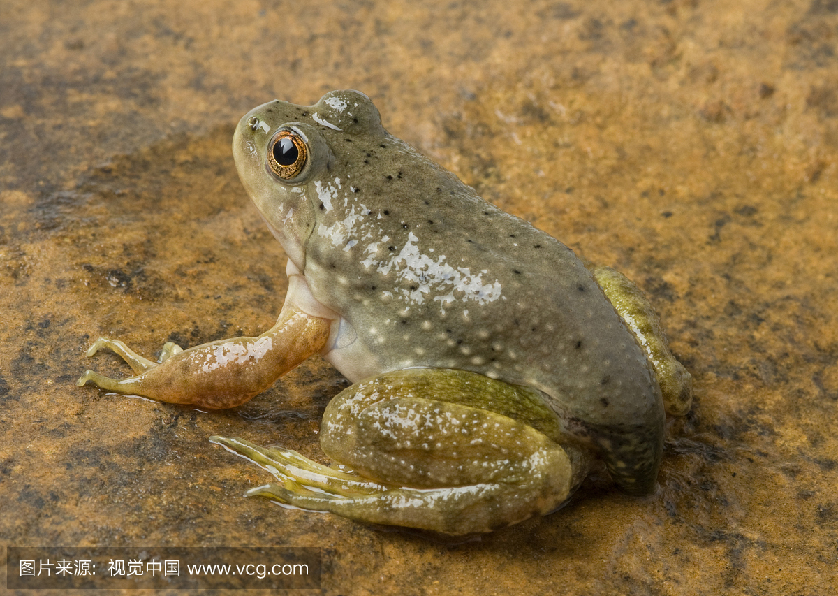 美国牛蛙,拉娜catesbeiana,部分尾巴。原产于美