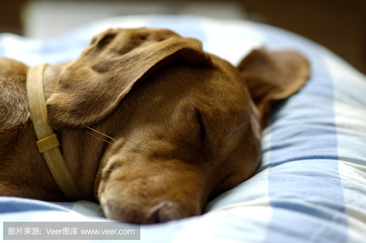 猎犬,(随猎人狩猎的)猎狗,水平画幅,享乐