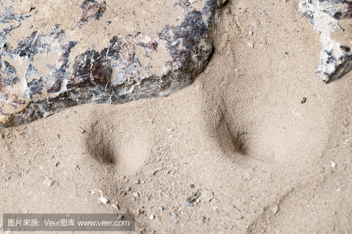 蚁狮,蚁蛉,陷阱,排水管等的U或S形弯管