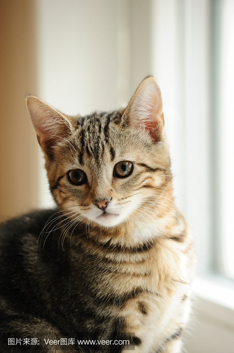 动物耳朵,动物听力,耳朵,动物耳