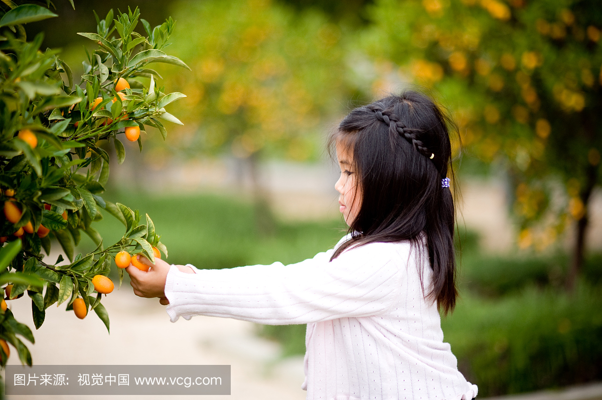 一个从树上采摘金桔果实的女孩。