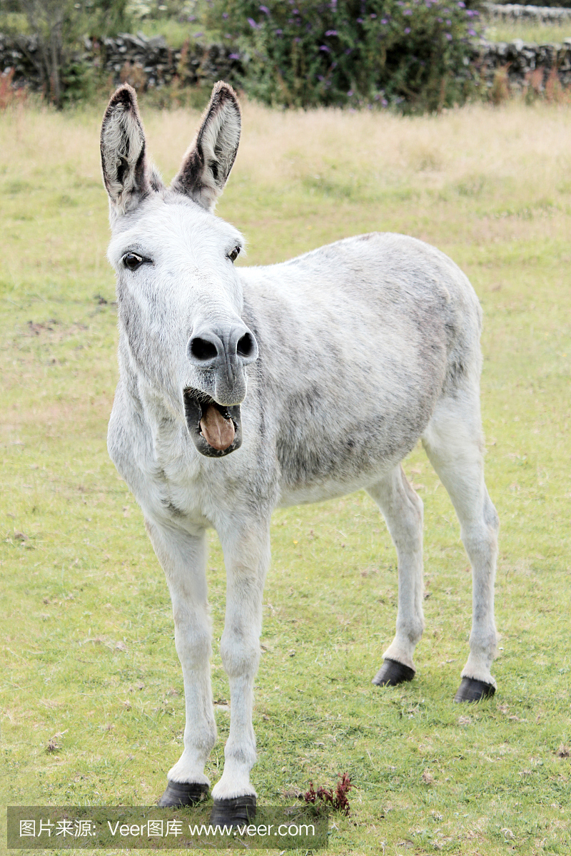 嘶叫,叫声,驴叫声,驴子