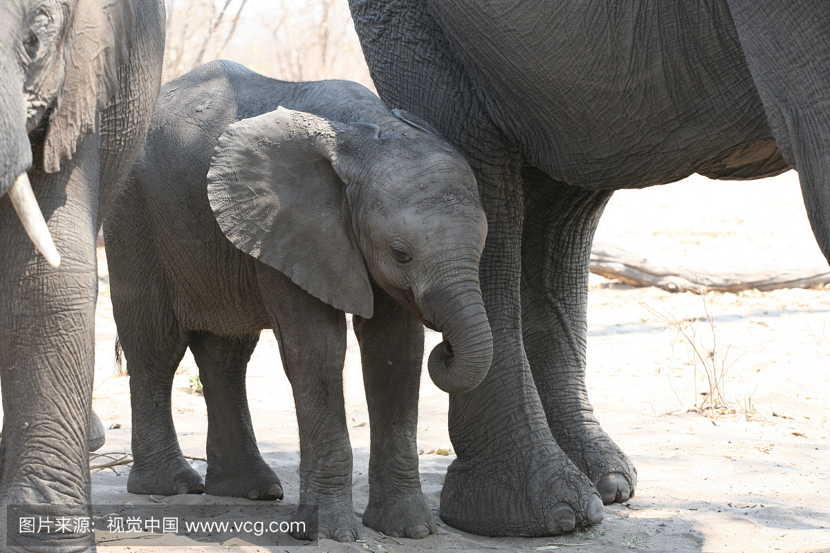 非洲,鳄鱼,野生动物,野生动物保护