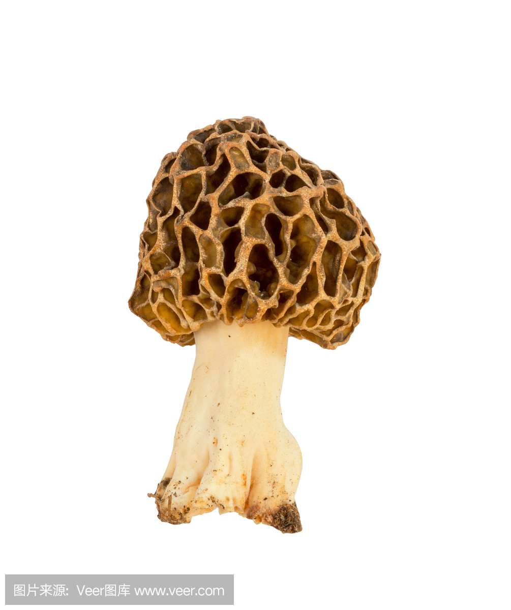 可食的蘑菇在白色背景隔绝的羊肚菌特写镜头
