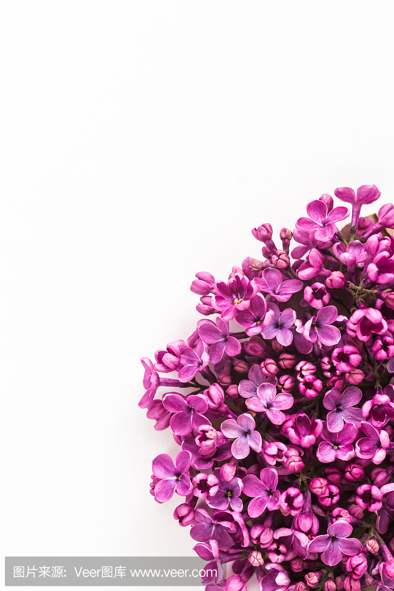 白色背景一半充满了美丽的淡紫色丁香花关闭。