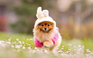 狗狗可爱的萌旳闪图