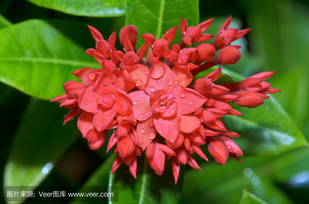 西印度茉莉花(Ixora chinensis Lamk)的红花。