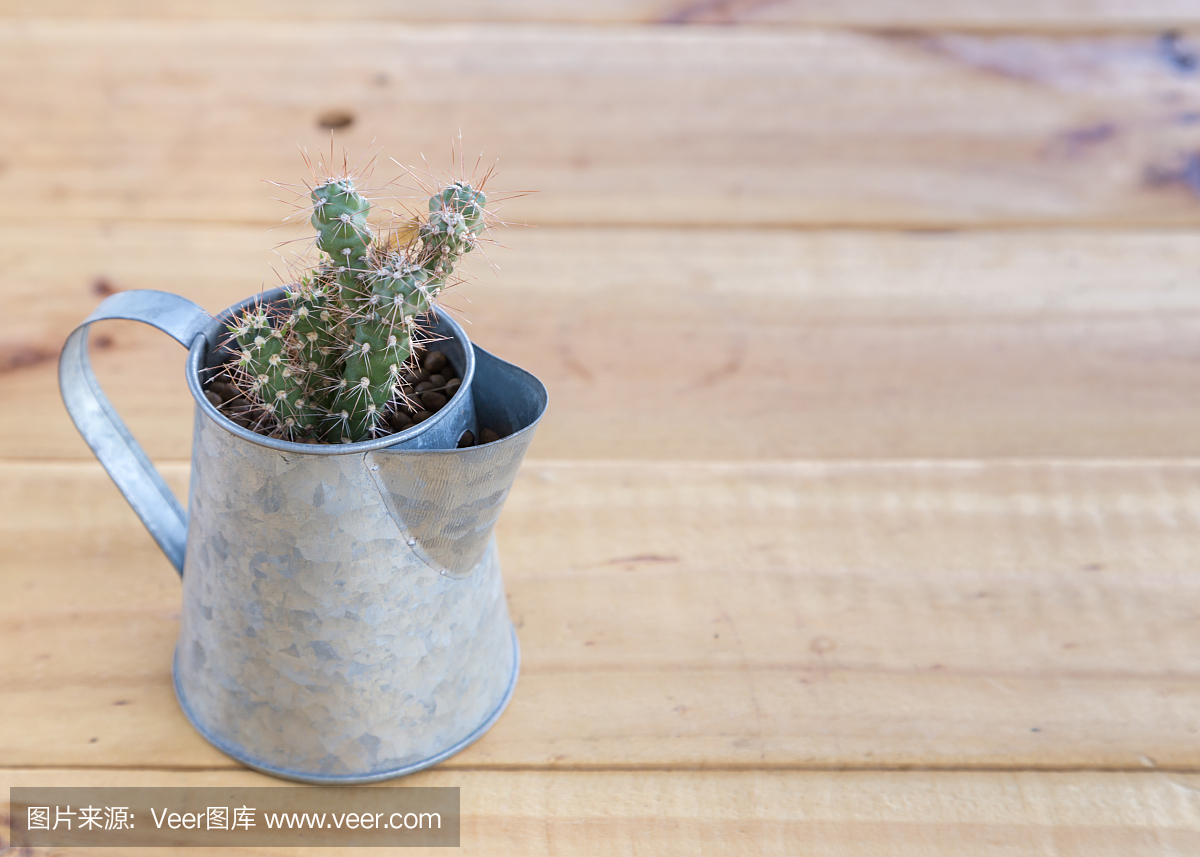 仙人掌在浇水可以在木背景上