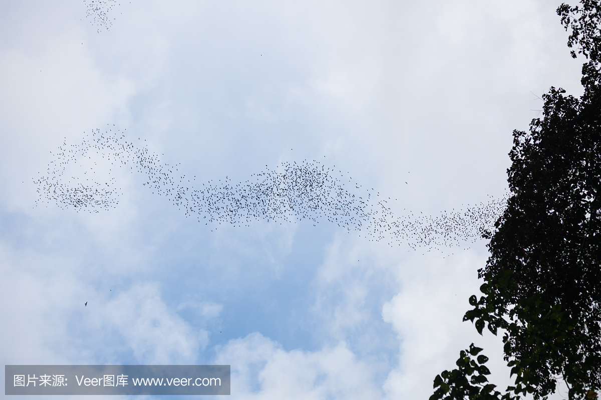 鹿洞,世界最大的洞穴,砂劳越州,沙捞越州