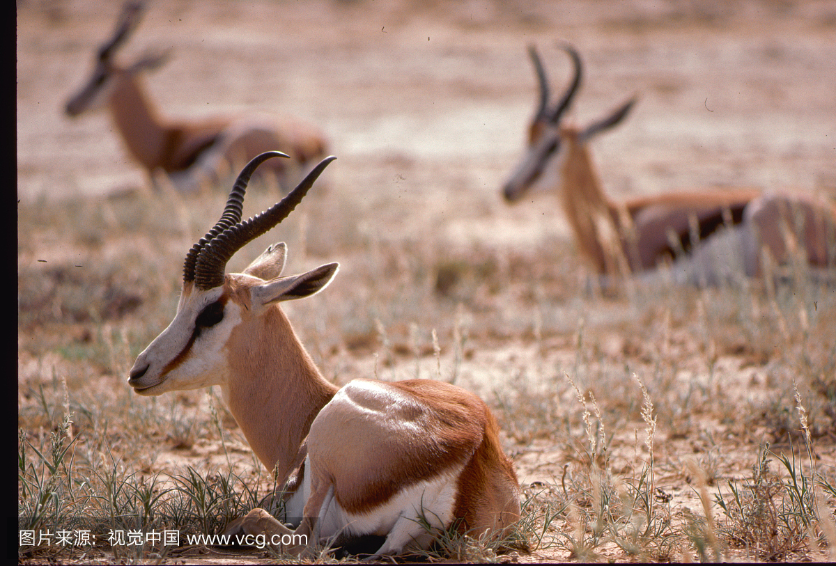 无人,南部非洲,休息,档案