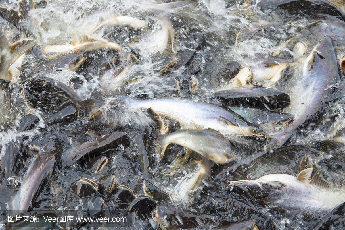 许多Pangasius鱼在越南