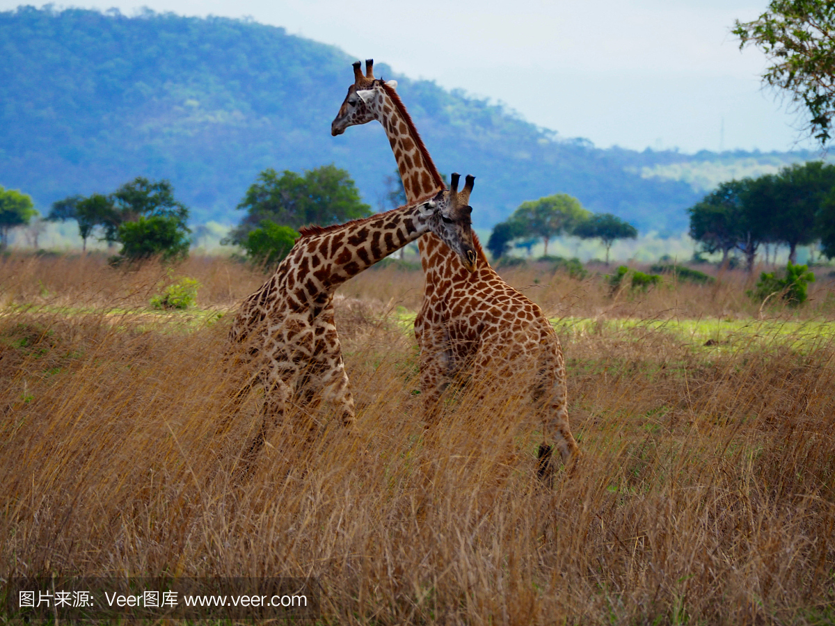 坦桑尼亚Mikumi国家公园