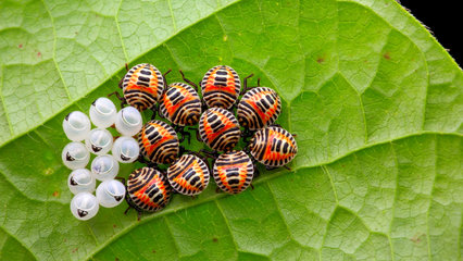 桌面背景图片,高清桌面壁-783kb 高清晰黄蜂昆虫壁纸封面大图-1368kb