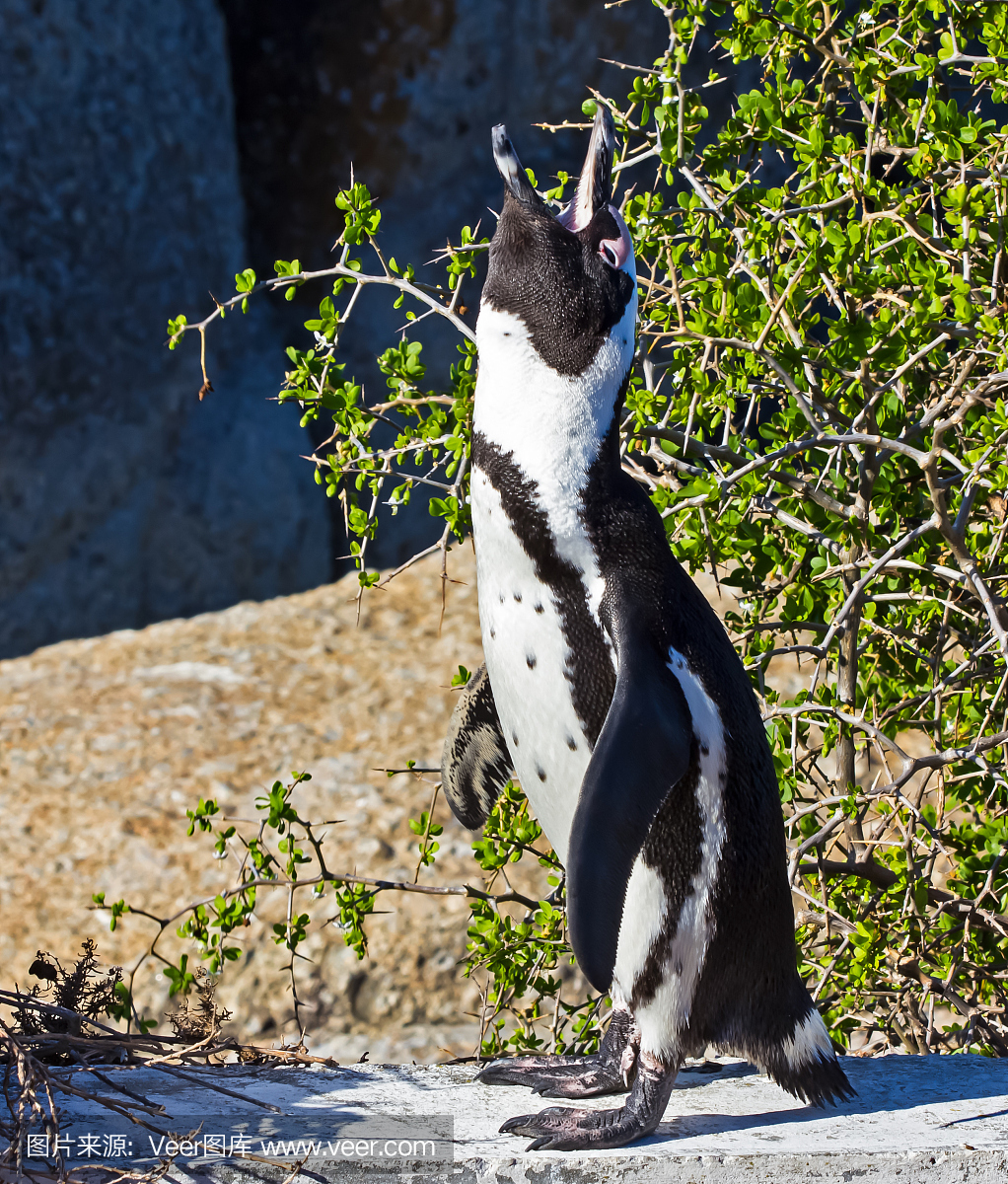嘶叫,叫声,驴叫声,非洲企鹅