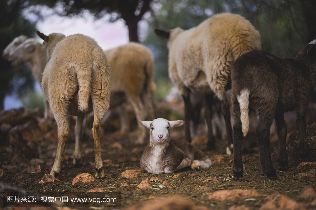 Newborn Lambs in Winter
