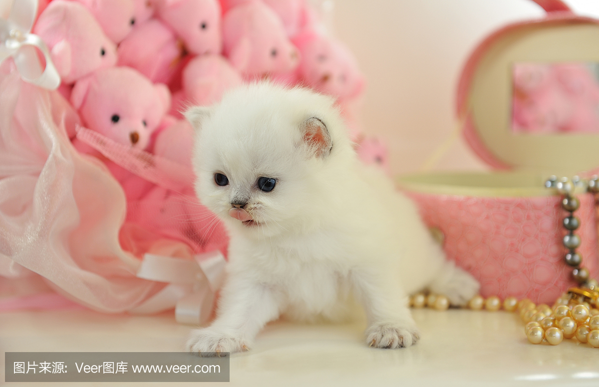 有趣的小英国小猫在粉红色的气氛