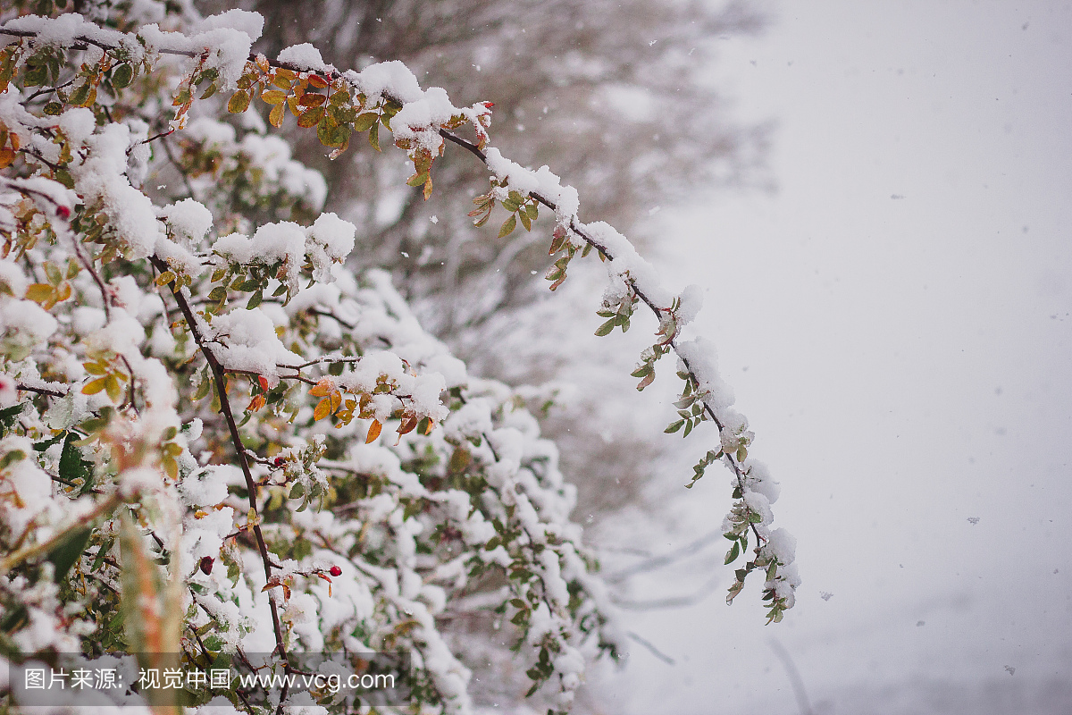 寒冷,环境,雪,天气