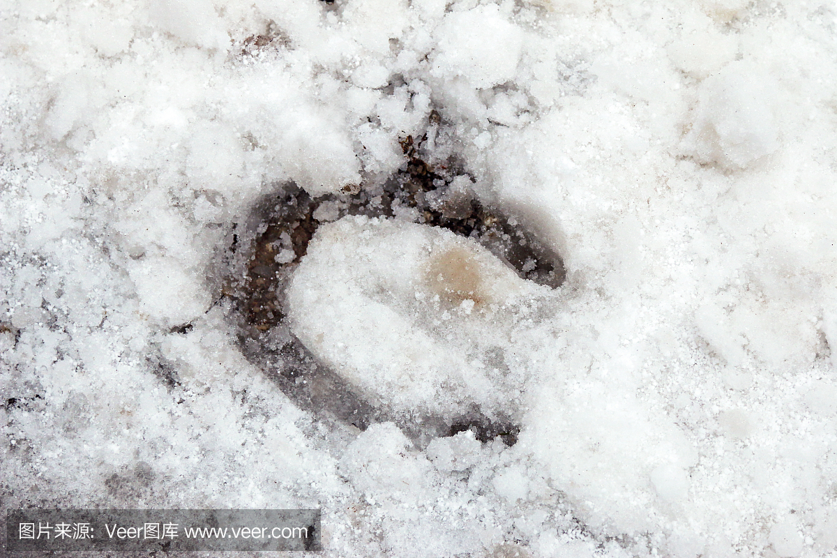 冬季脚印在雪地上的马鞋