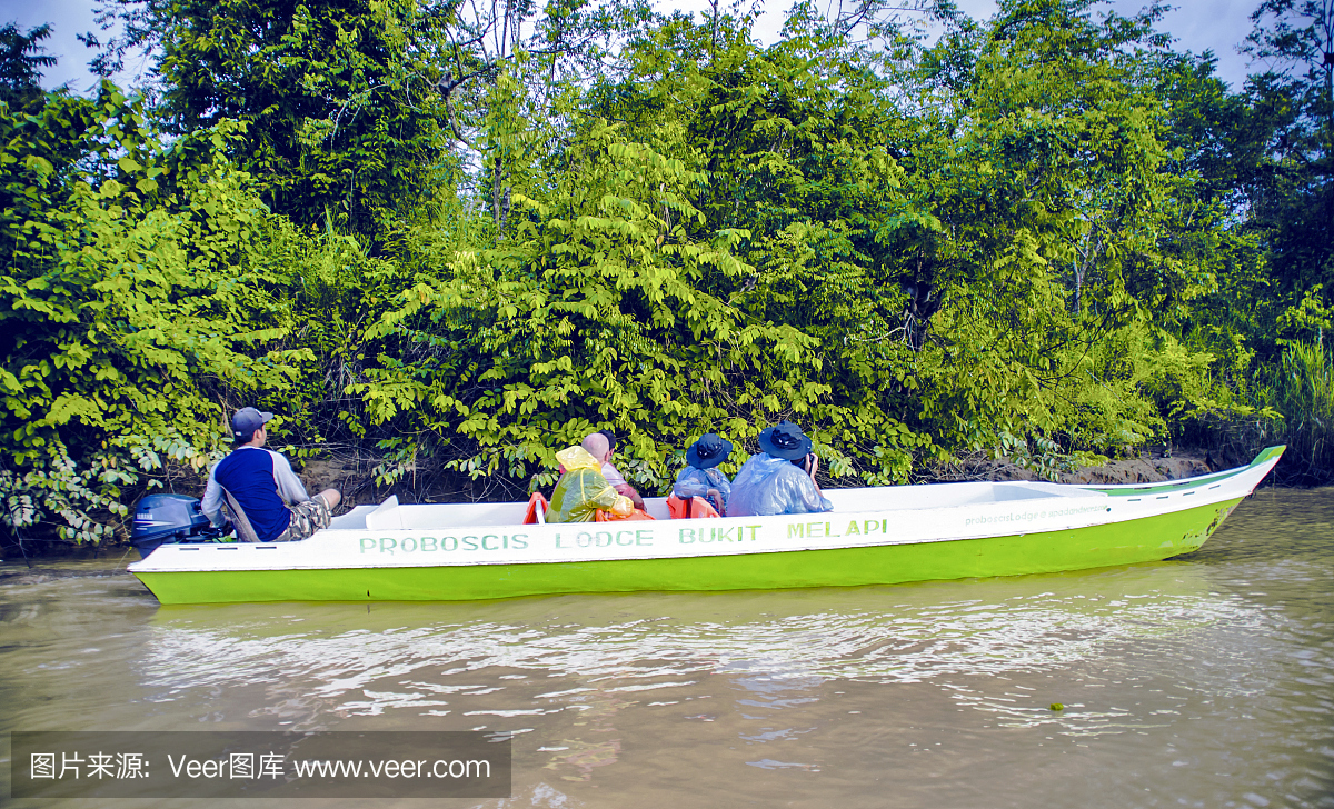 猴子,野生动物,环境,全球通讯