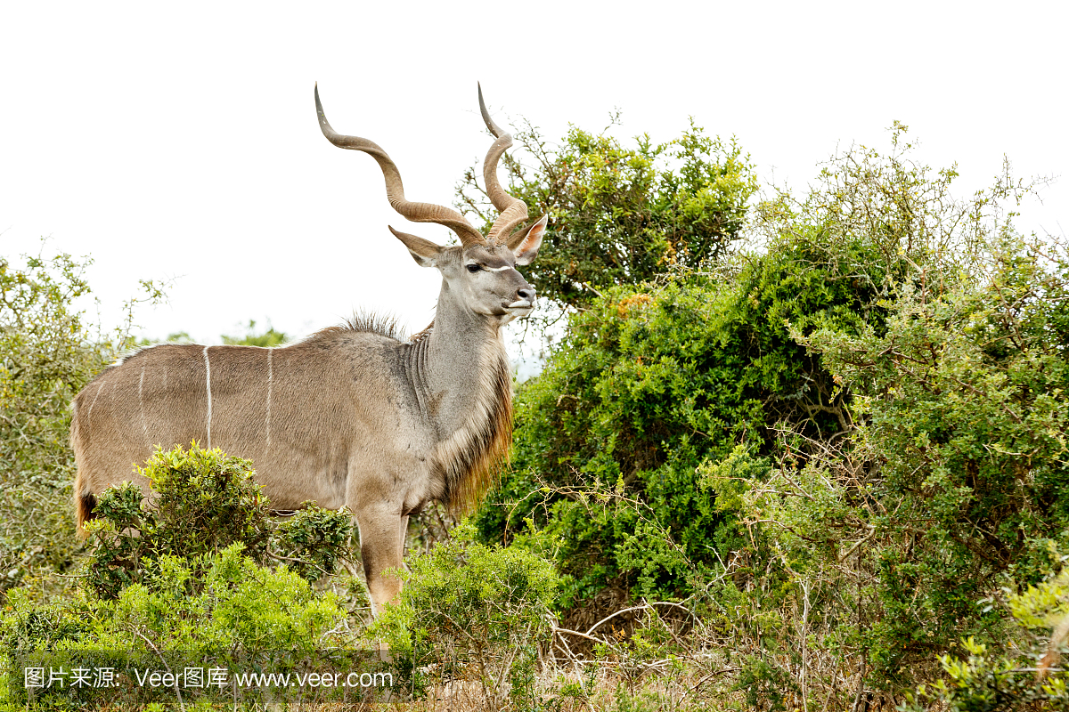 大Kudu站在场上大声骄傲
