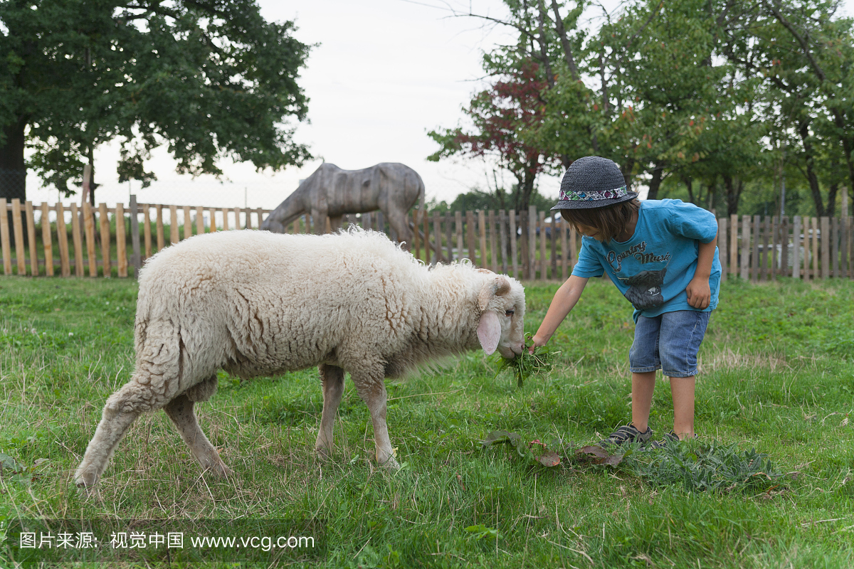 德国,慕尼黑,男孩喂养小羊在儿童营