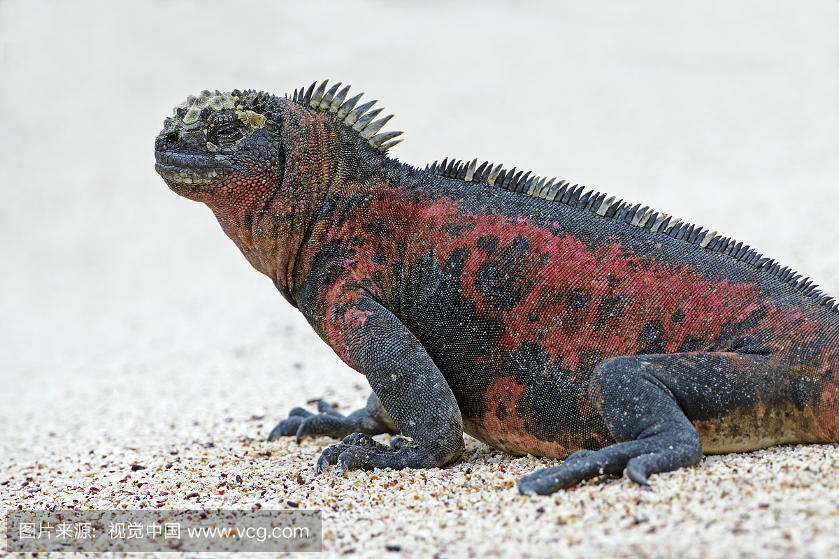 海洋鬣蜥(Amblyrhynchus cristatus),来自Espano