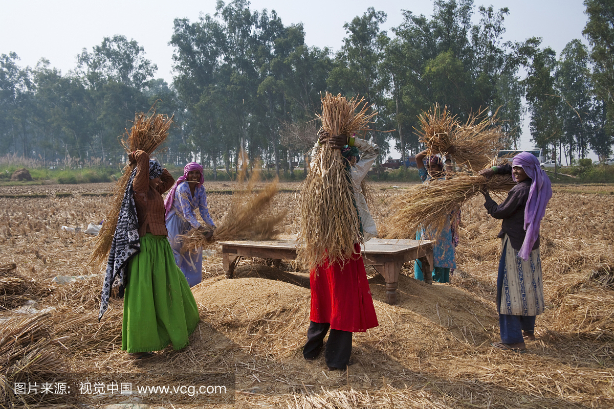农民打谷小麦,印度阿格拉