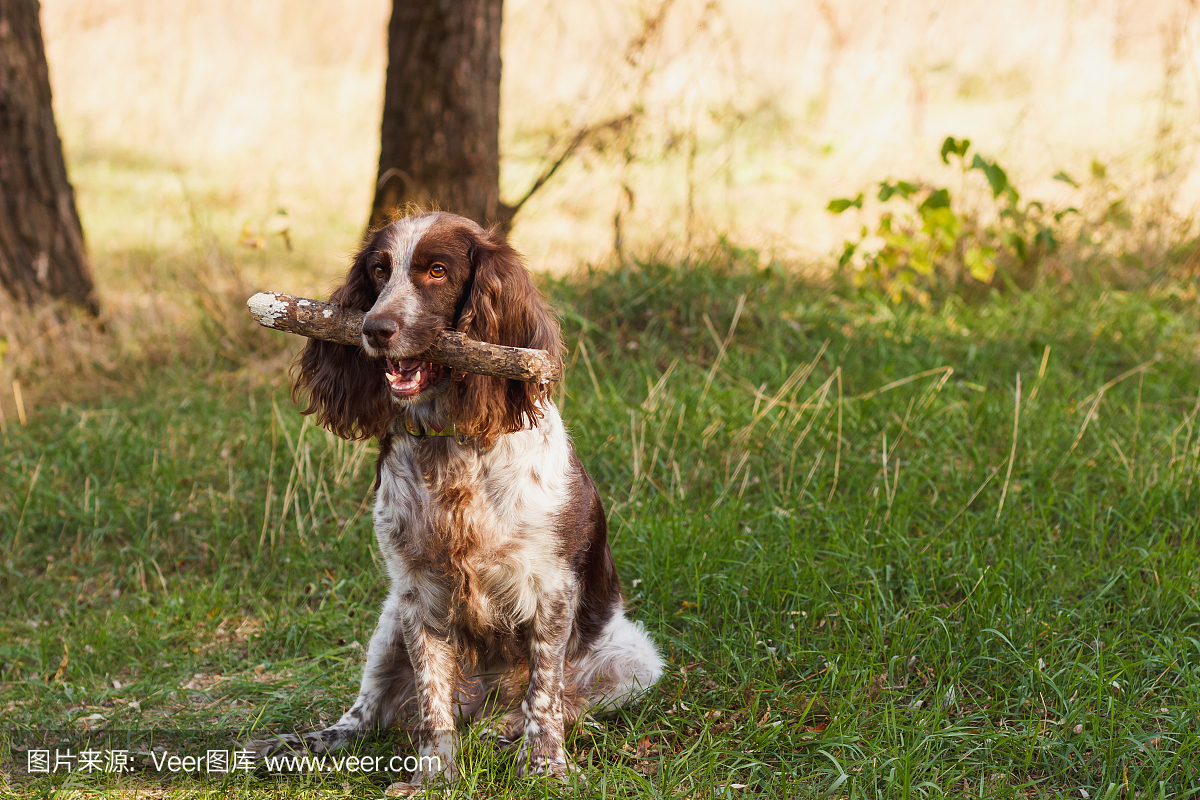 布朗在森林里发现了俄国西班牙猎狗