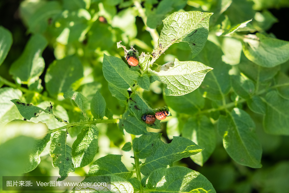科罗拉多甲虫吃马铃薯叶子年轻。有害生物在田
