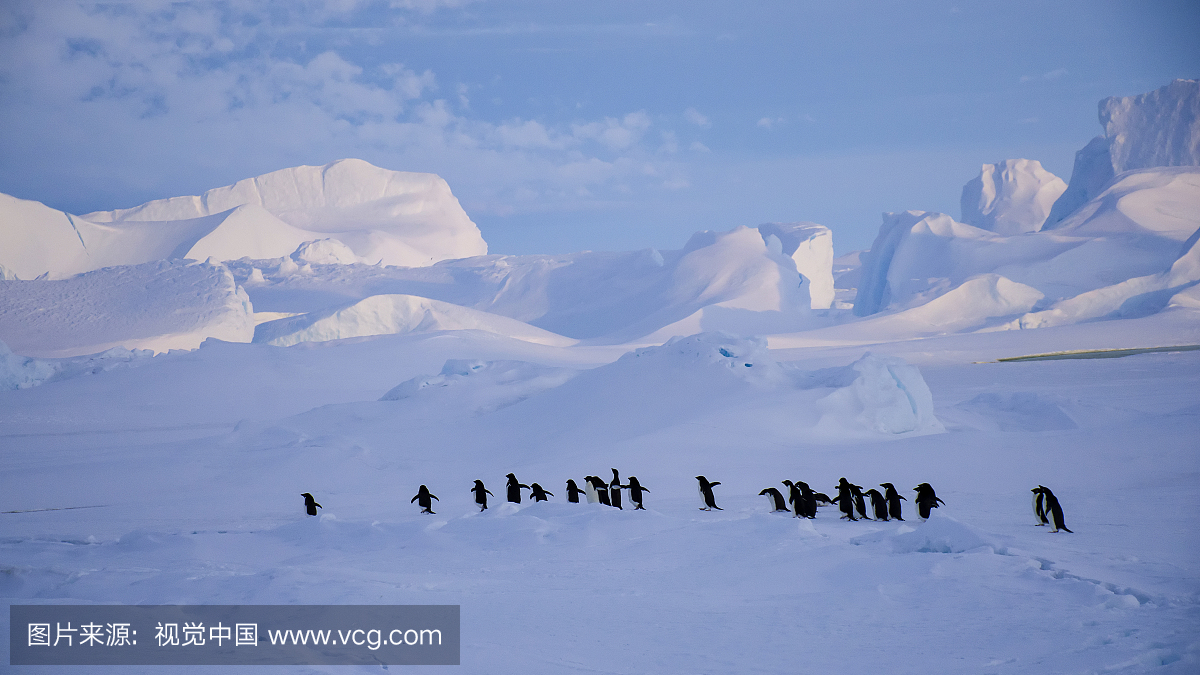 penguin colony time to set off
