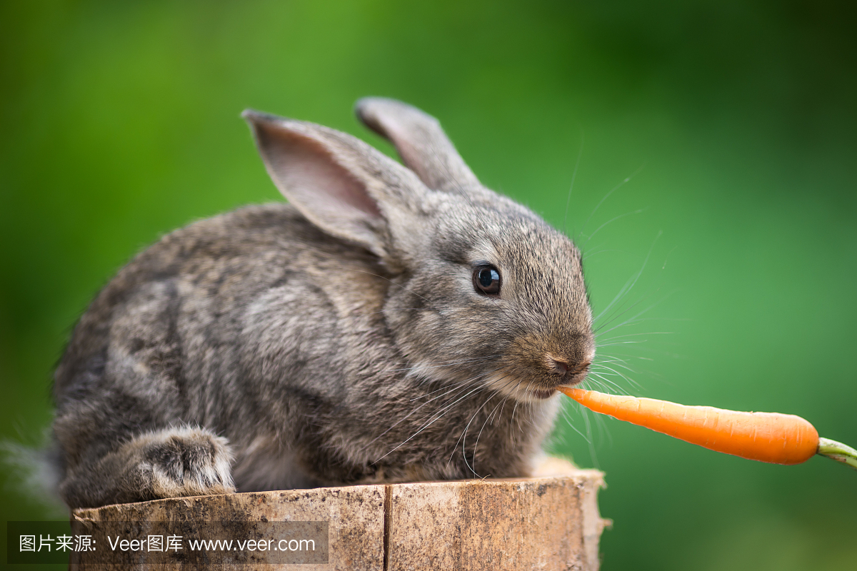 可爱的宝贝兔饲养动物