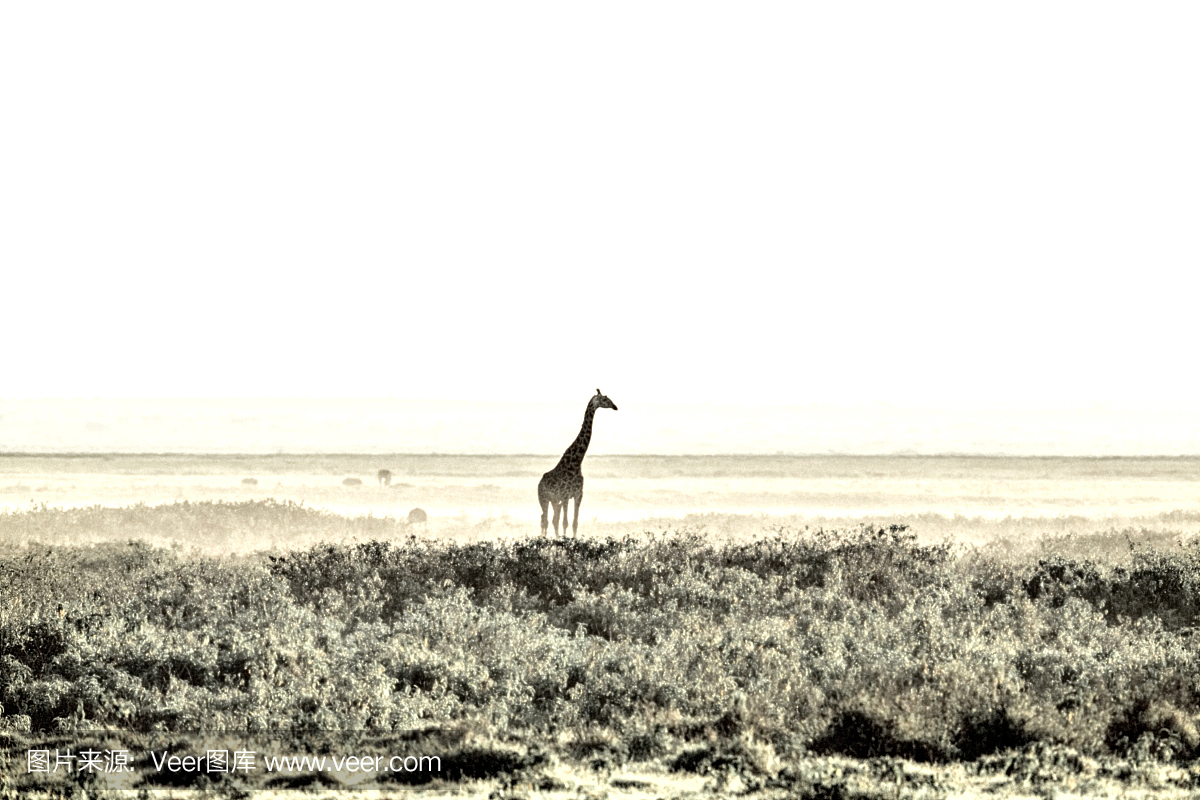 安波塞利国家公园,安波塞利,安博塞利,安博塞利