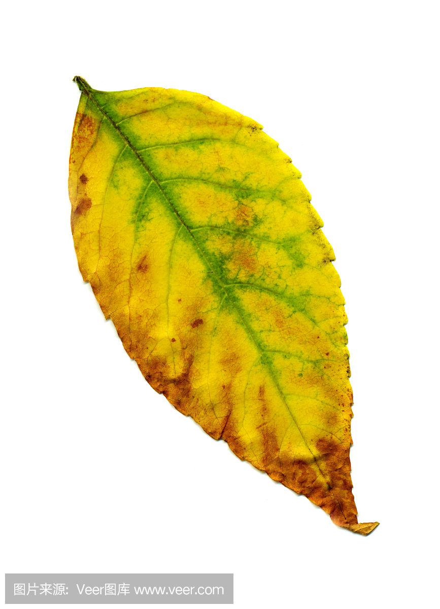 垂直画幅,留白,无人,完美