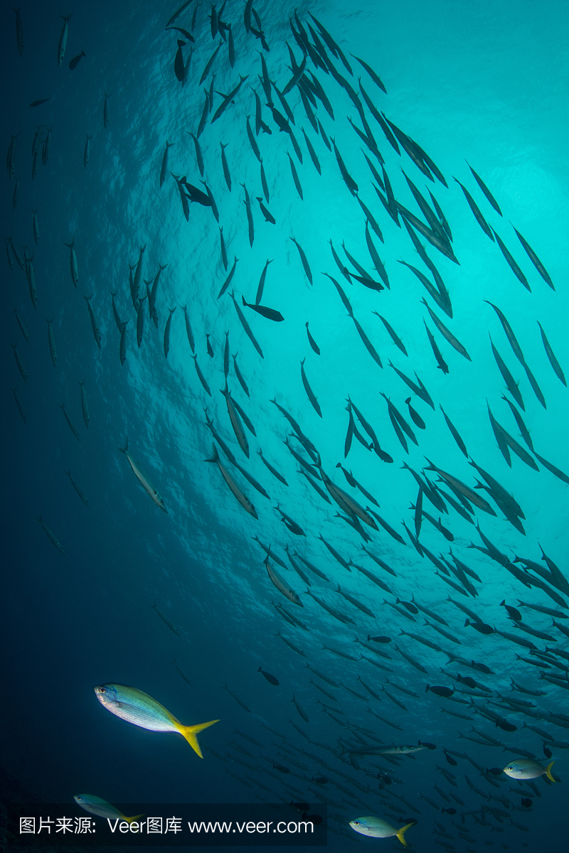 黑鳍梭鱼,康氏黑马鲛,黑杖鱼,梭鱼类