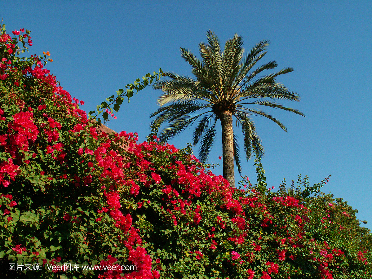 棕榈树和鲜花在塞维利亚,西班牙
