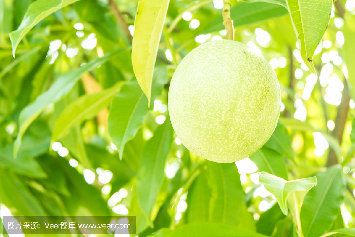 菠萝蜜,木菠萝,自然,选择对焦