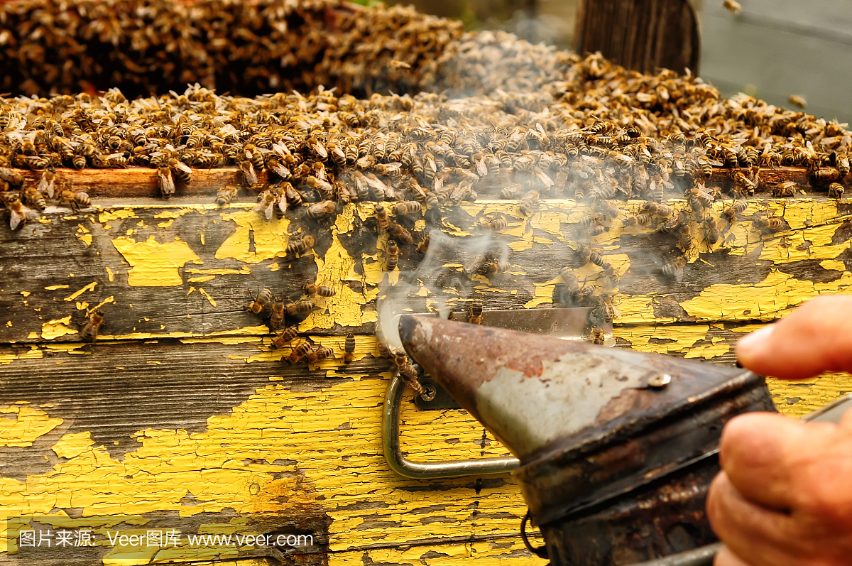 吸烟者养蜂人的工具,以保持蜜蜂远离蜂巢