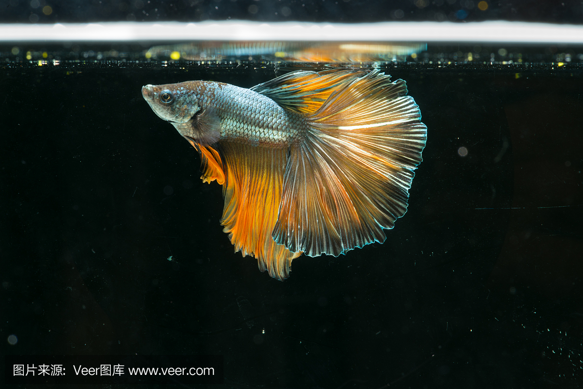 暹罗斗鱼。 betta splendens半条鱼美丽的尾巴
