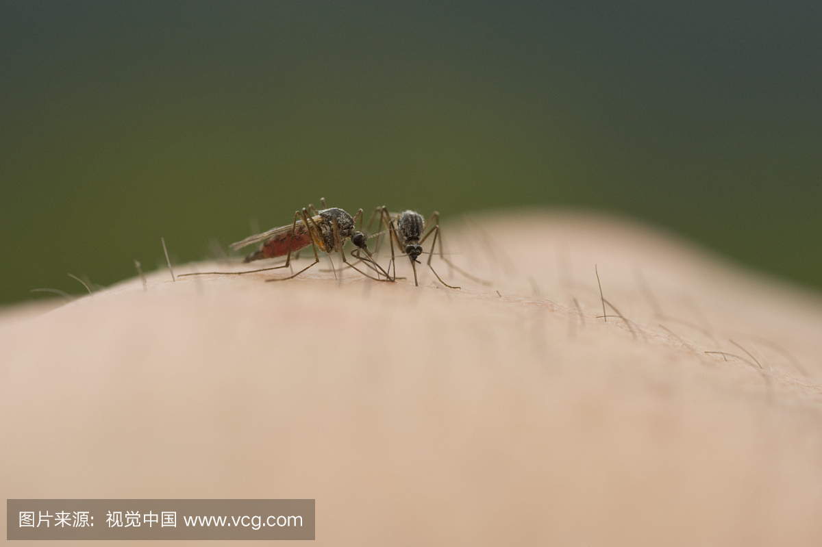 关闭哺育的蚊子,Nahanni国家公园,西北地区