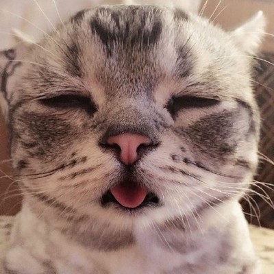 女生头像 男生头像 萌宠 喵星人 汪星人 兔…-堆-114kb