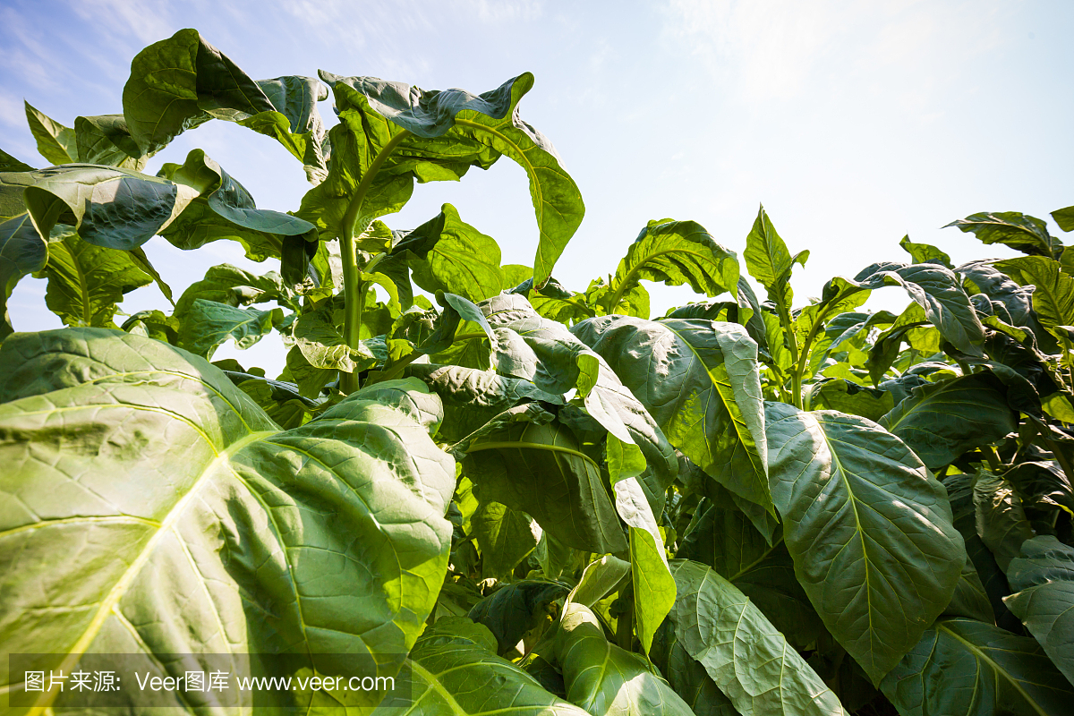 烟草,烟丝,烟叶,烟草制品