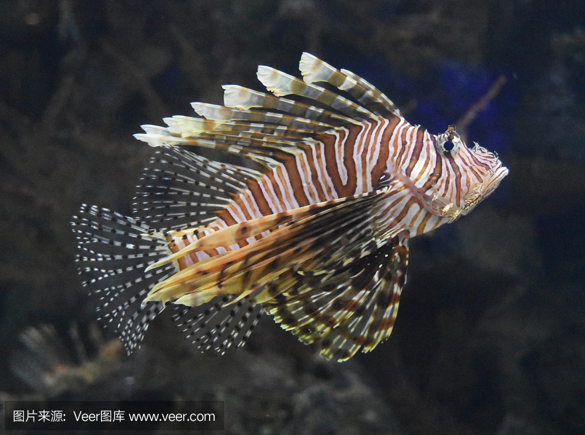 海洋生命,呼吸管,野生动物,动物