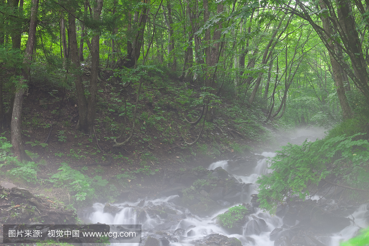 河流在日本本州群马县的有雾森林里