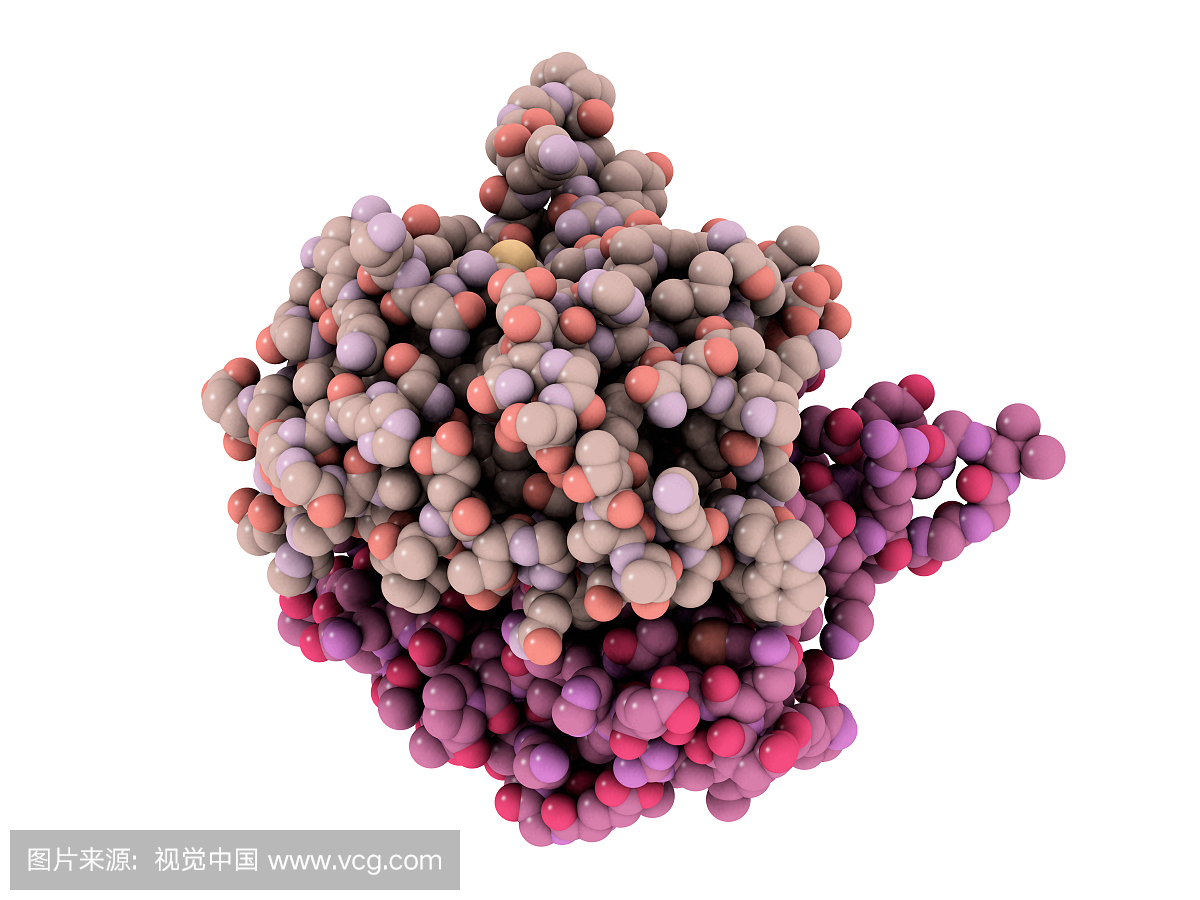 HIV-1整合酶(1bhl)的催化结构域:负责将HIV-1 D