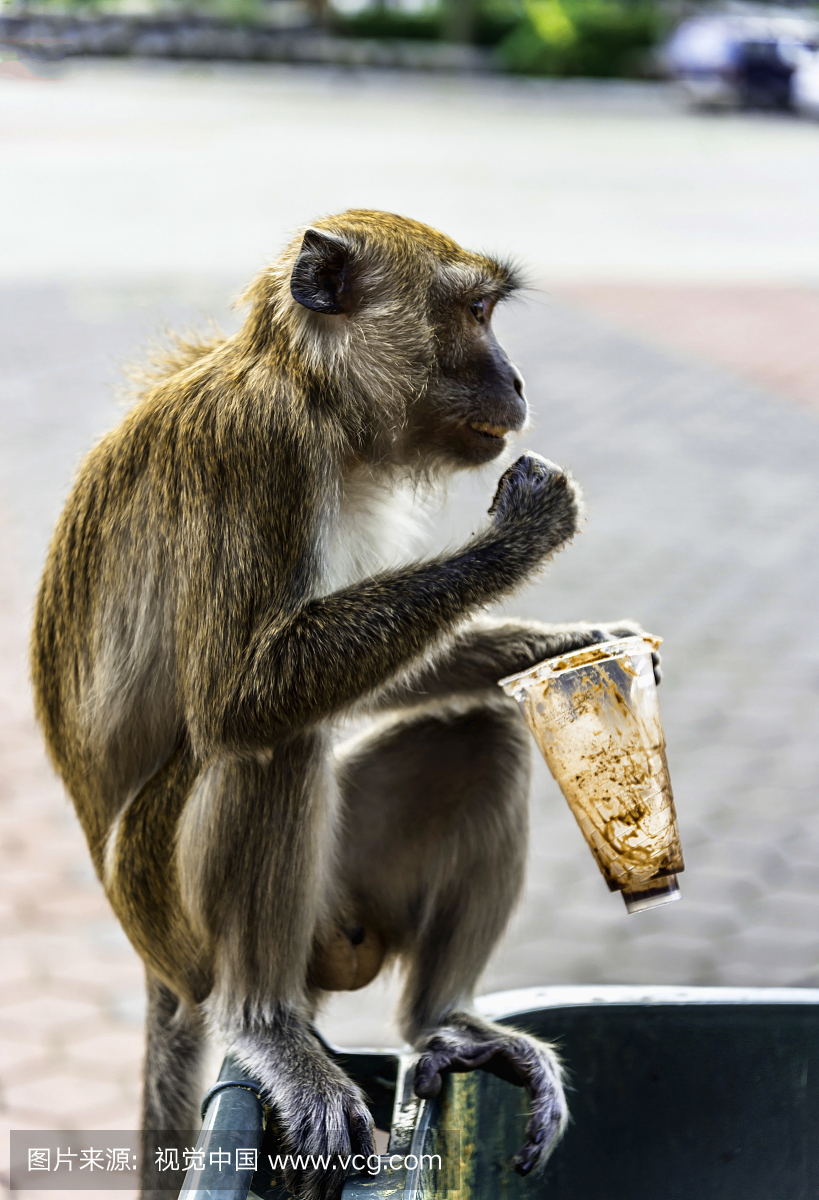 猴子吃巧克力酸奶