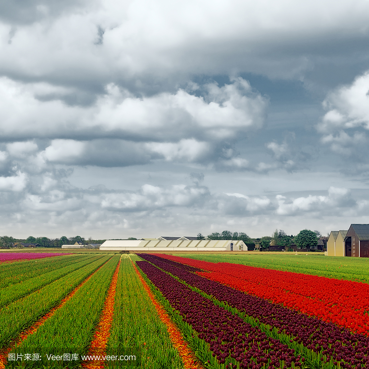 荷兰,荷兰风情,荷兰共和国,天空