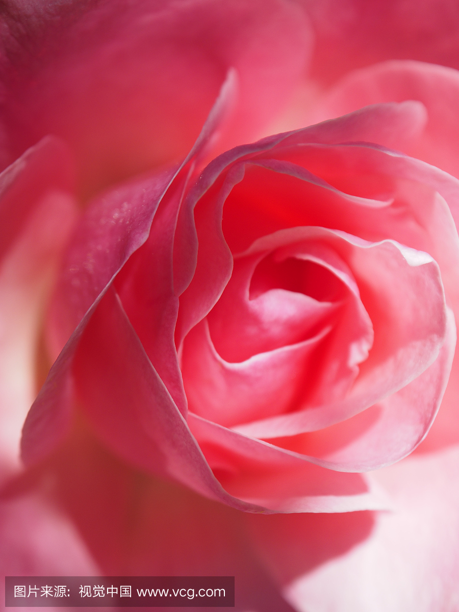 玫瑰,玫瑰植物,玫瑰花,伴侣