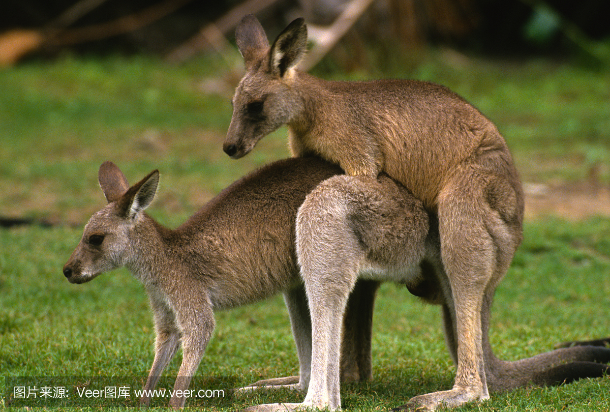 澳大利亚袋鼠交配
